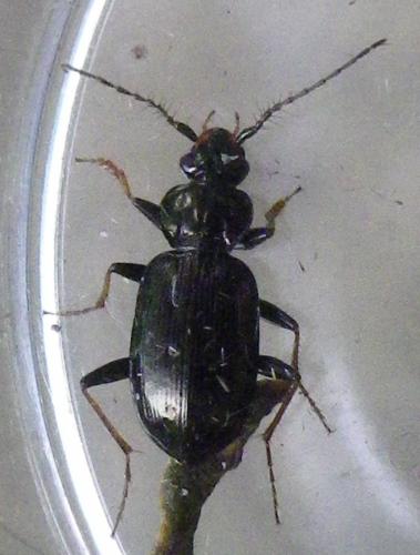 Loricera pilicornis